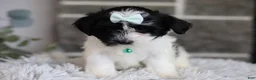 Maltipoo dogs for sale: Izzy - Ad 13
