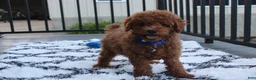 Miniature Poodle dogs for sale: Simba  - Ad 4