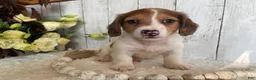 Miniature Dachshund dogs for sale: Luke - Ad 11