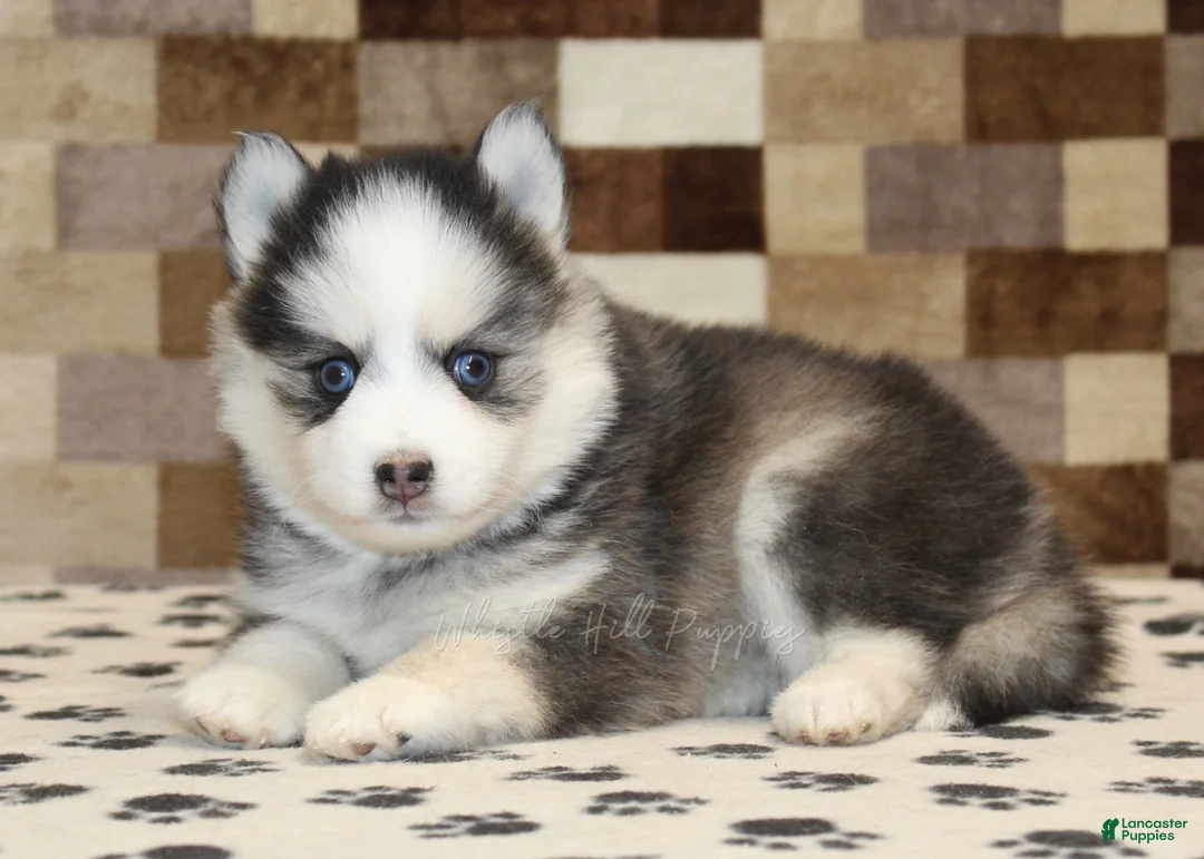 Pomsky dogs for sale: Indy - Ad 2