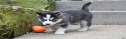 Siberian Husky dogs for sale: Reno - Ad 3