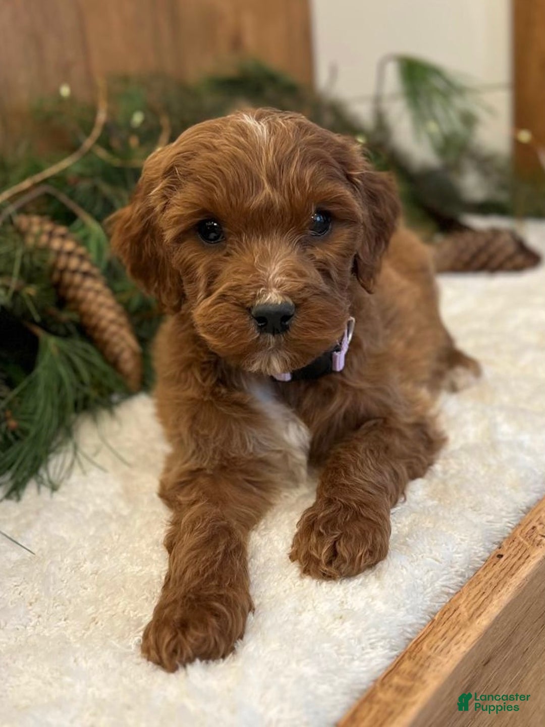 Irish Doodle dogs for sale: Ellie - Ad 3