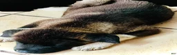 Akita dogs for sale: Happy - Ad 7