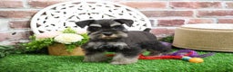 Miniature Schnauzer dogs for sale: Zahara - Ad 2