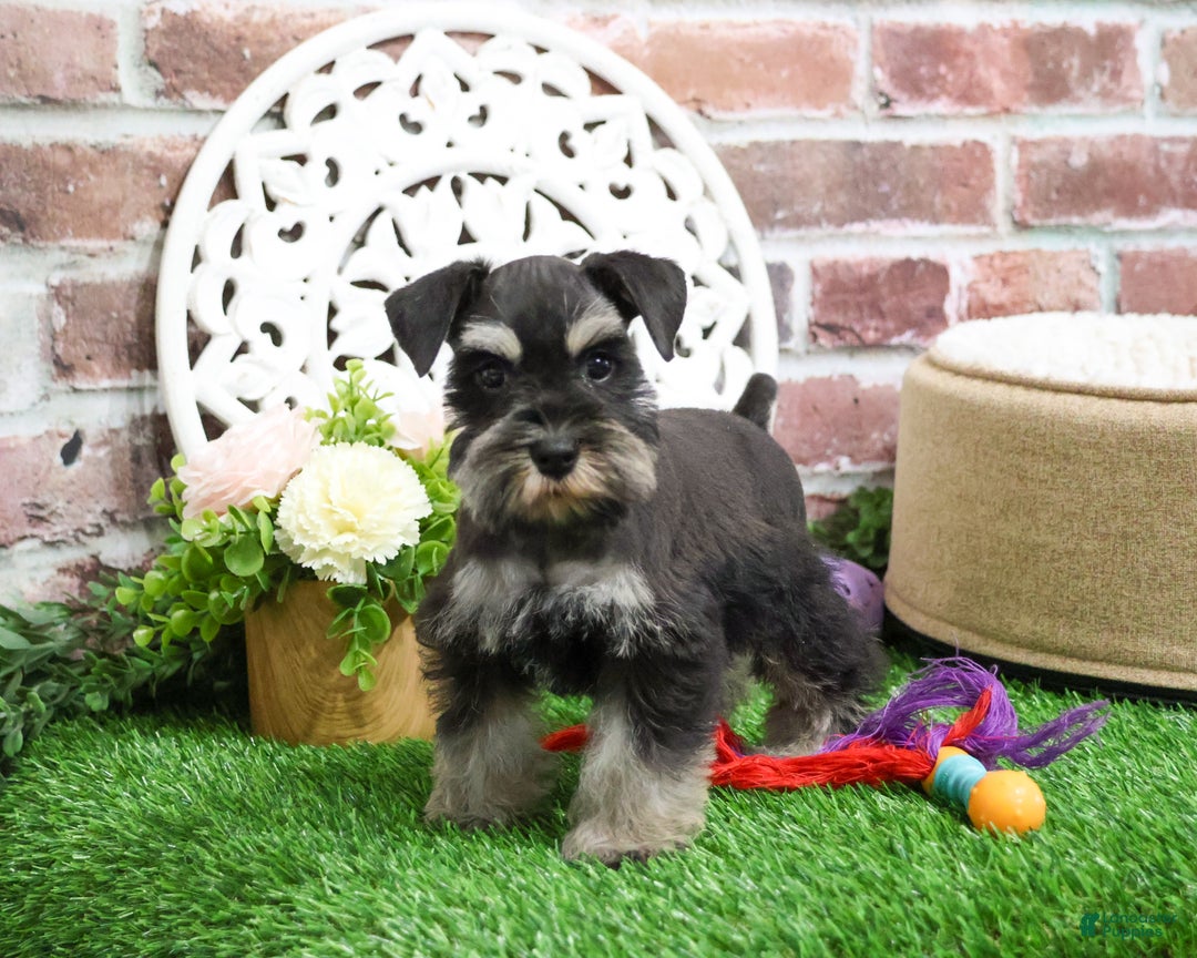 Miniature Schnauzer dogs for sale: Zahara - Ad 2