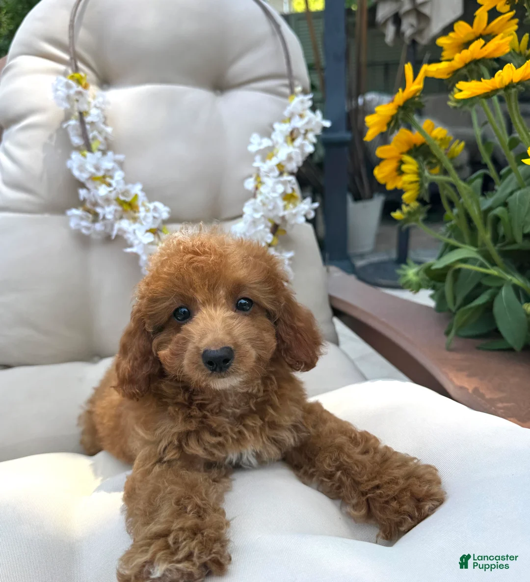 Cavapoo dogs for sale: Lilly  - Ad 2