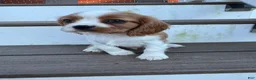 Cavalier King Charles Spaniel dogs for sale: Schroeder - Ad 3