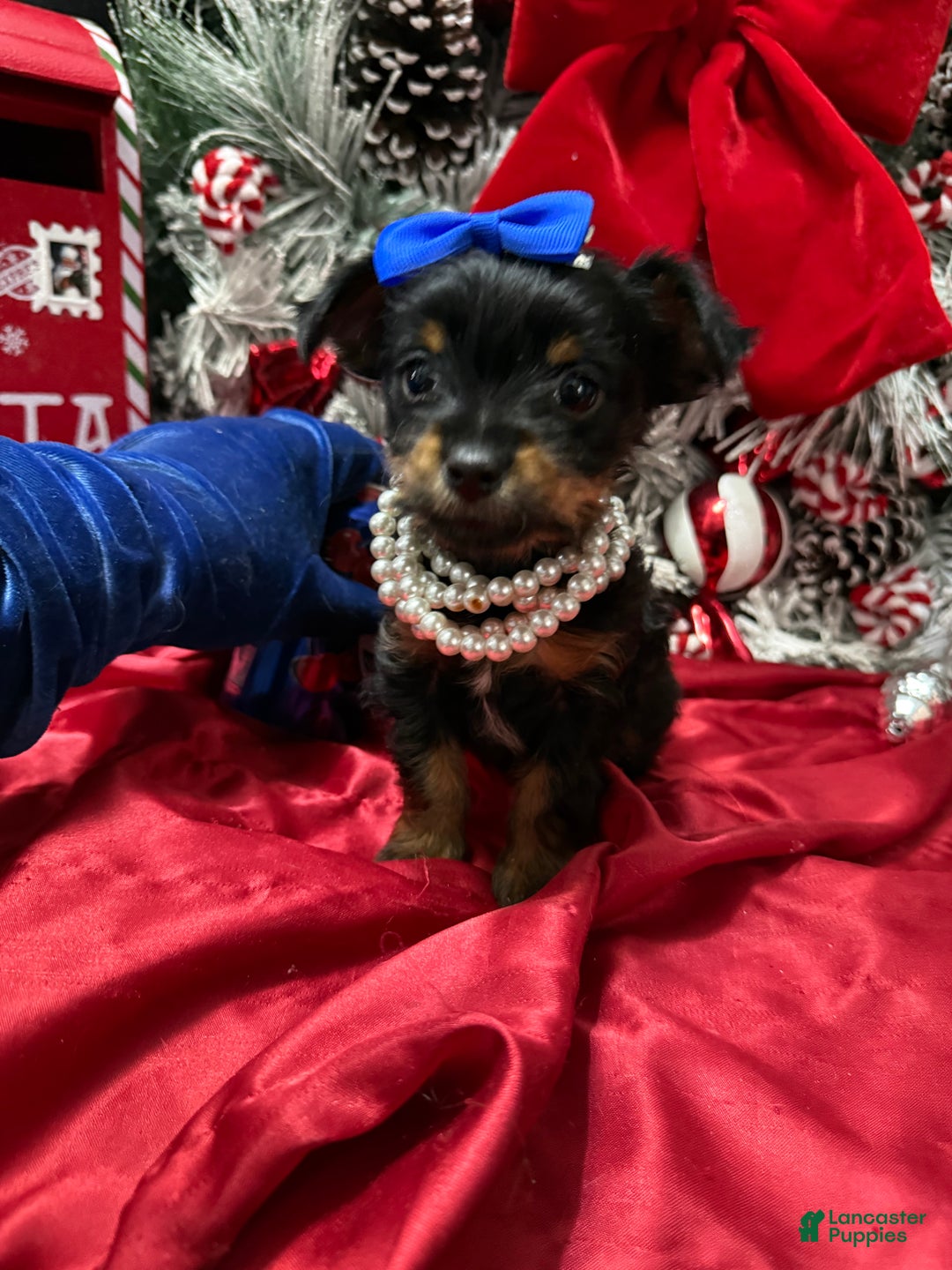 Yorkshire Terrier dogs for sale: Rigatoni  - Ad 11