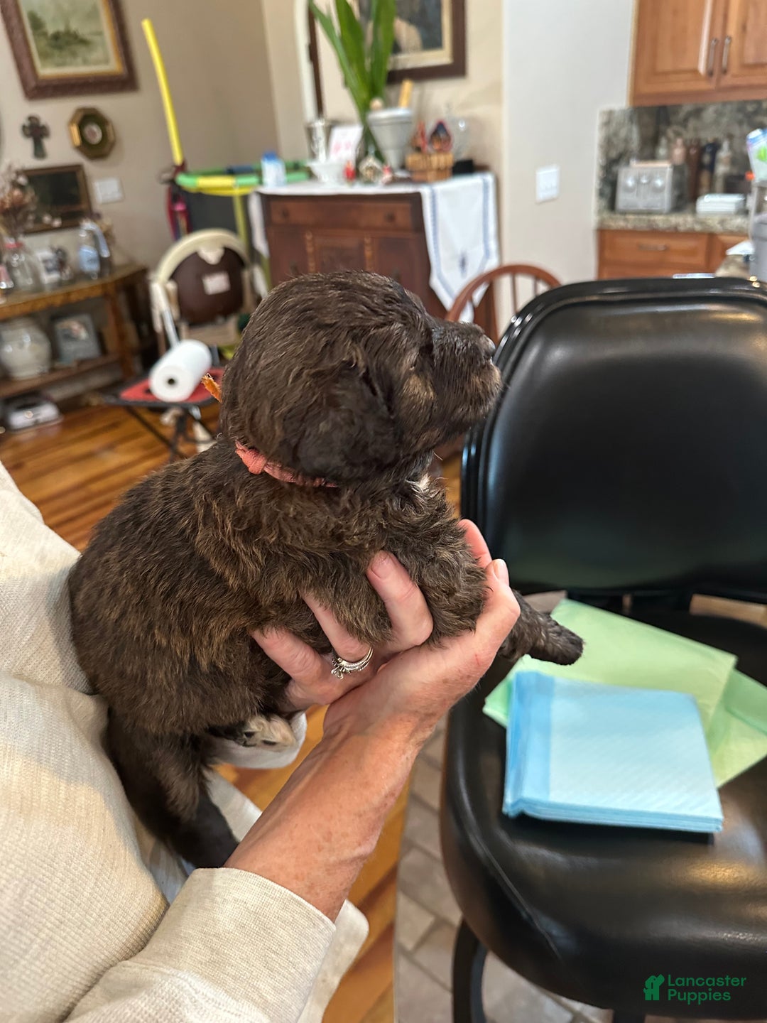 Mixed Breed dogs for sale: Male # 6 English Shepherd Doodle  - Ad 4