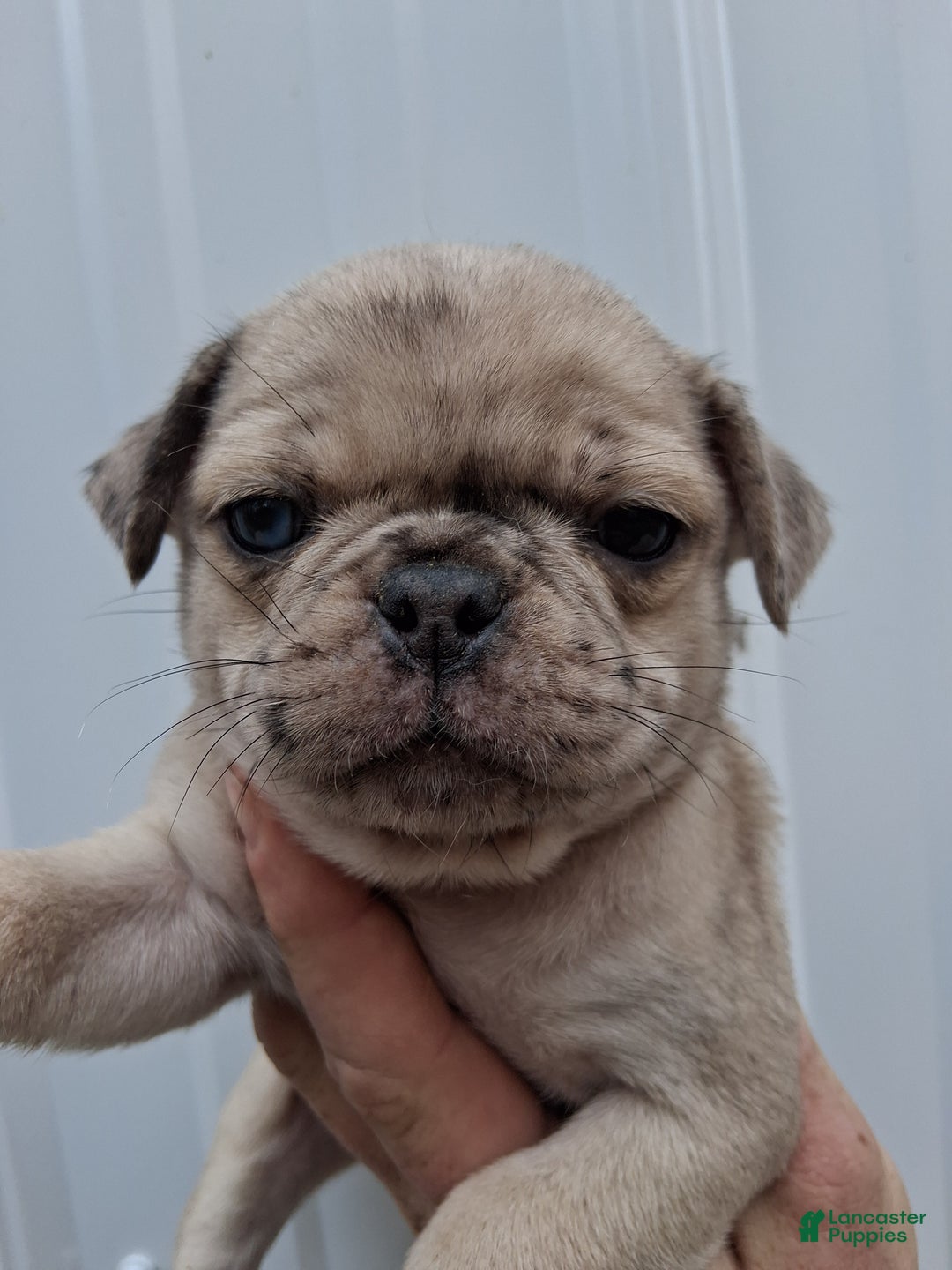 Pug dogs for sale: Maggy - Ad 1