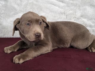 Labrador Retriever dogs Mitzi - Ad 36