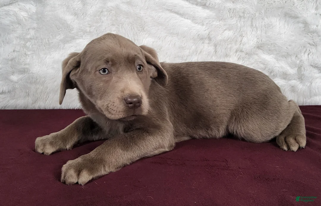Labrador Retriever dogs for sale: Mitzi - Ad 1