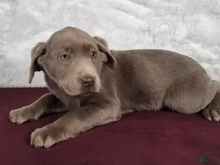 Labrador Retriever dogs Mitzi - Ad 4