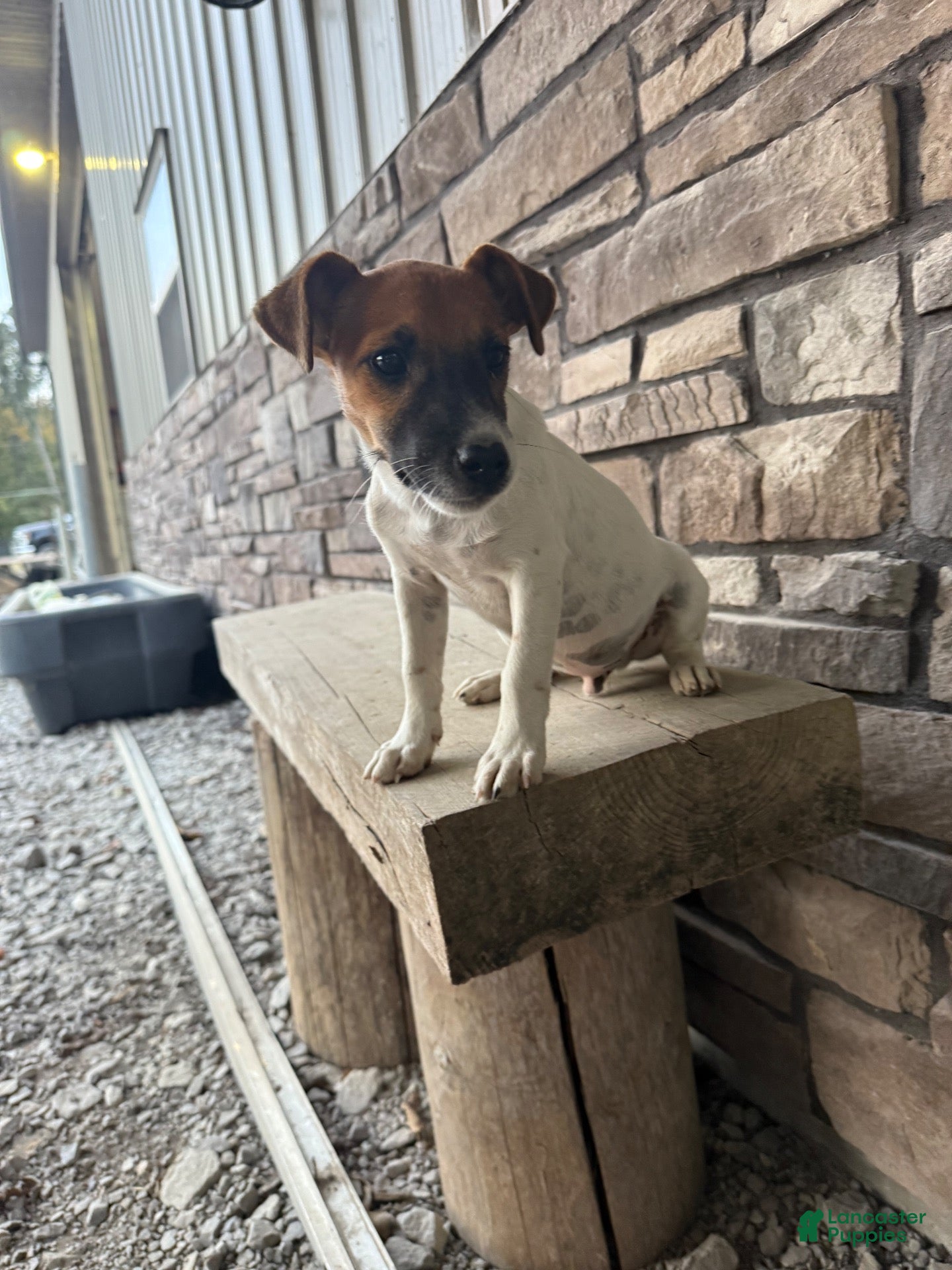 Jack Russell Terrier dogs for sale: UKC Zane  - Ad 1