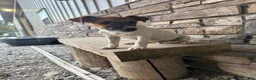 Jack Russell Terrier dogs for sale: UKC Zane  - Ad 1
