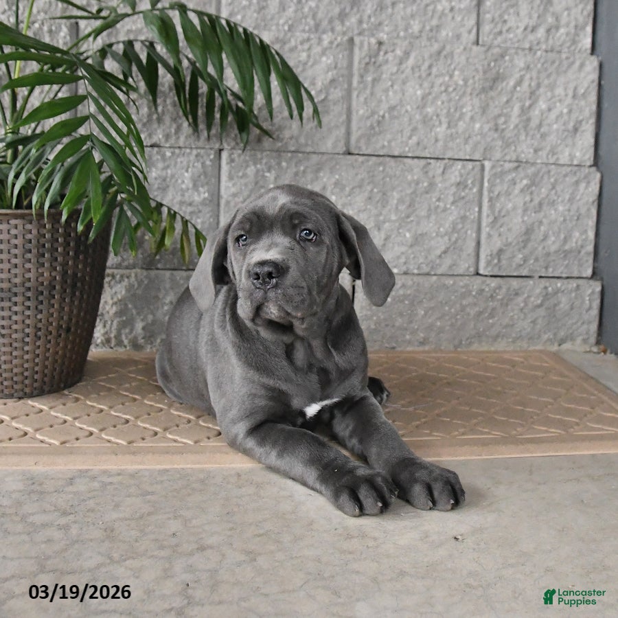 Cane Corso dogs Glory - Ad 1