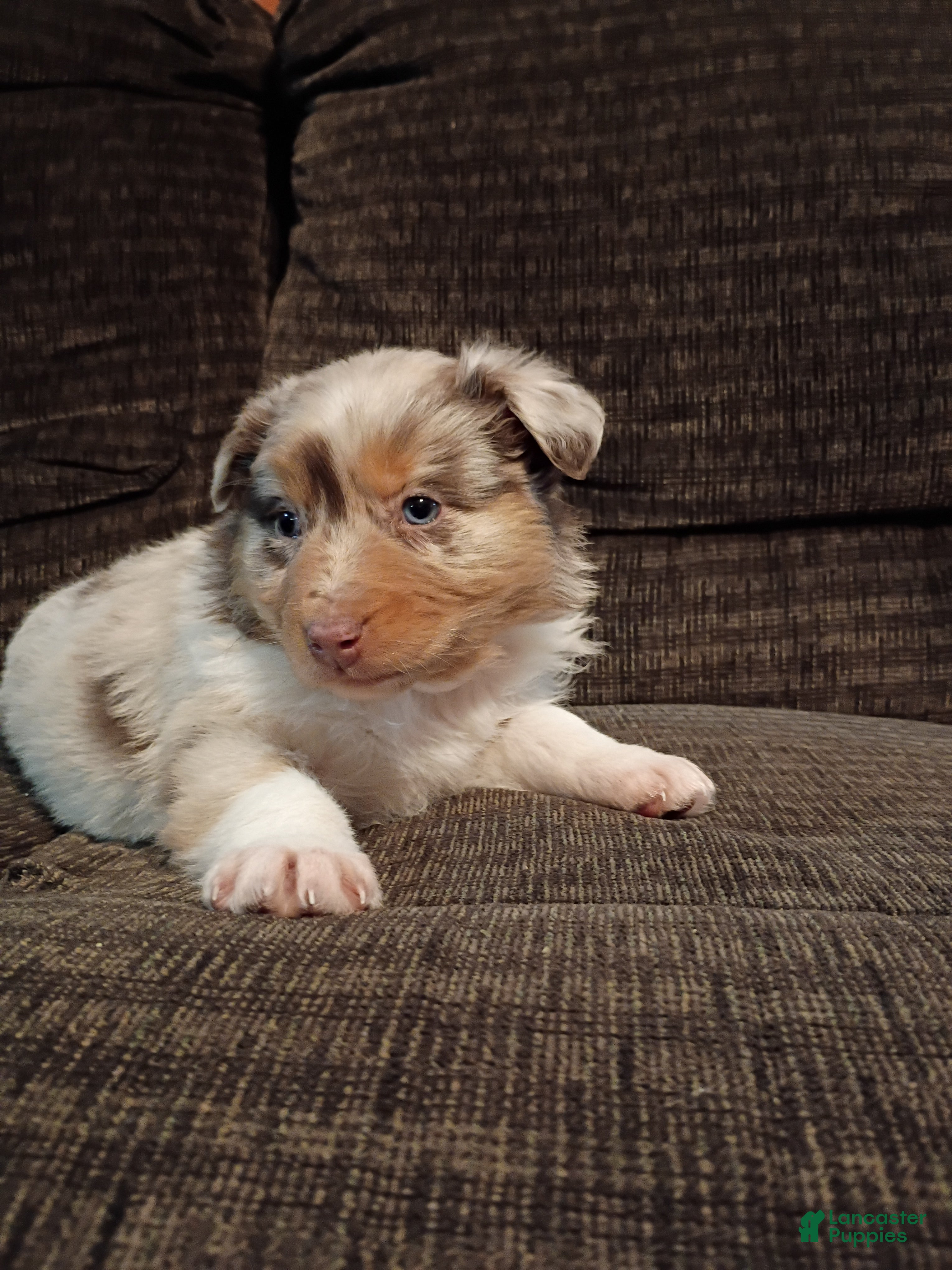 Australian Shepherd dogs Hazel - Ad 18