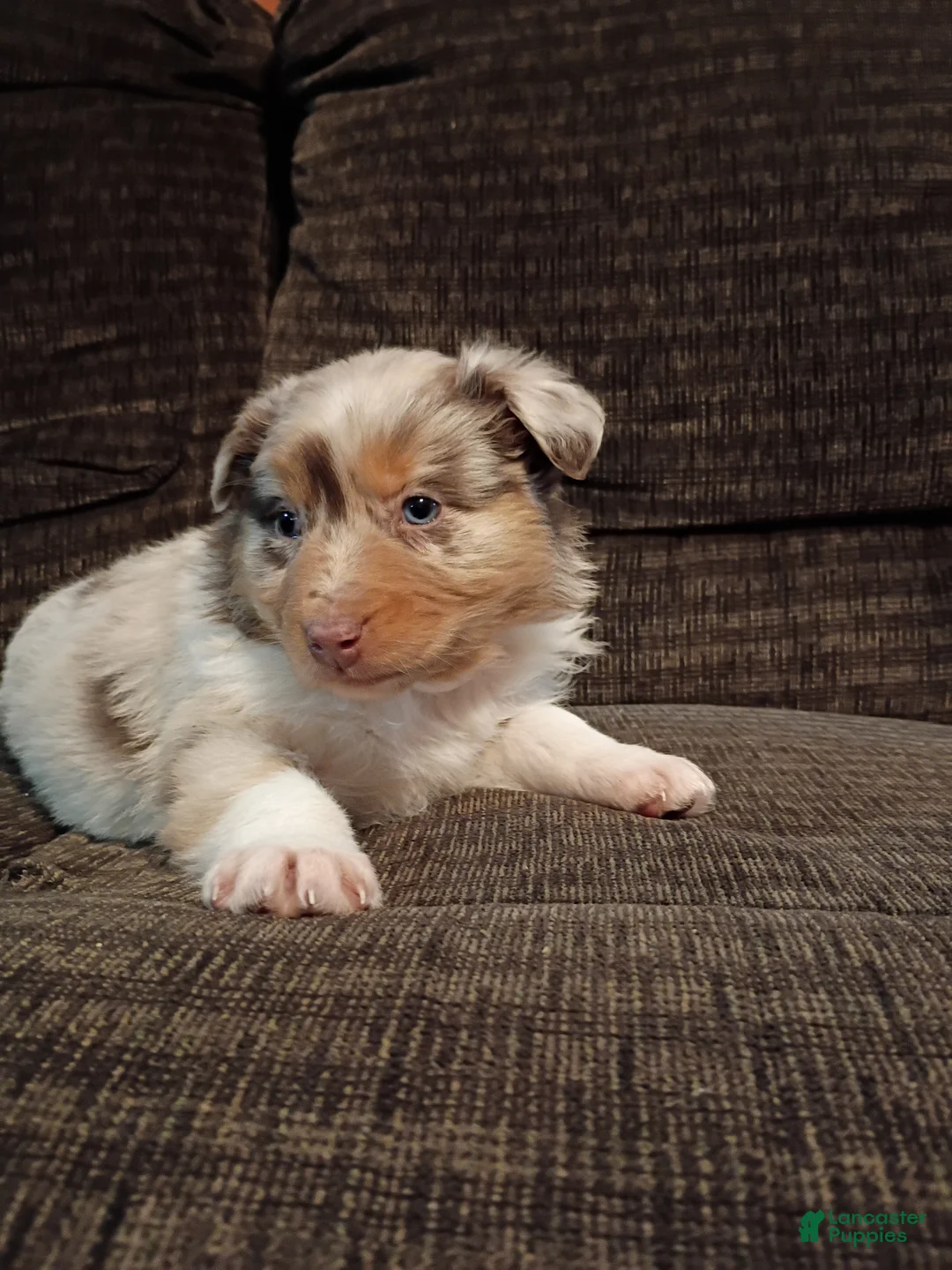 Australian Shepherd dogs for sale: Hazel - Ad 1