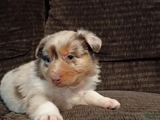Australian Shepherd dogs Hazel - Ad 18