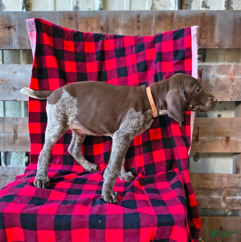 German Shorthaired Pointer dogs Missy - Ad 1
