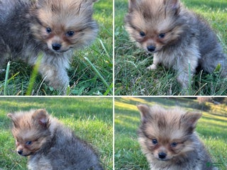 Pomeranian dogs - Ad 16