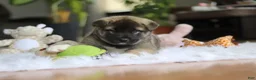 Akita dogs for sale: Ace - Ad 7