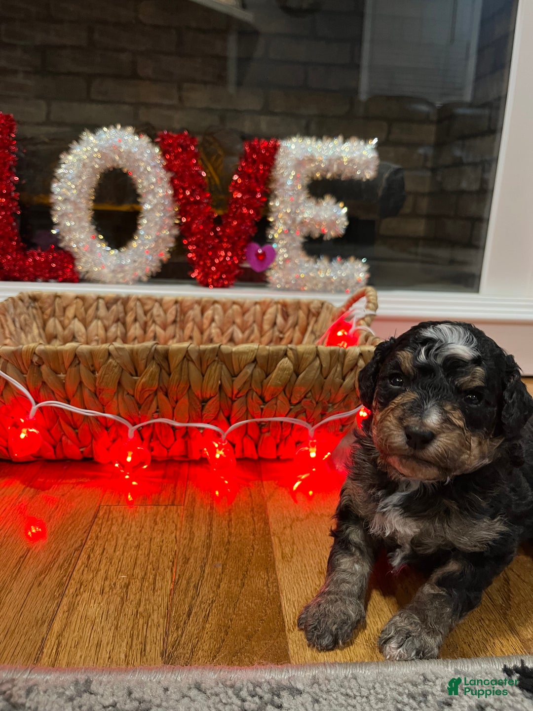 Mini Bernedoodle dogs for sale: Tequila  - Ad 1