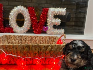 Mini Bernedoodle dogs Tequila - Ad 31