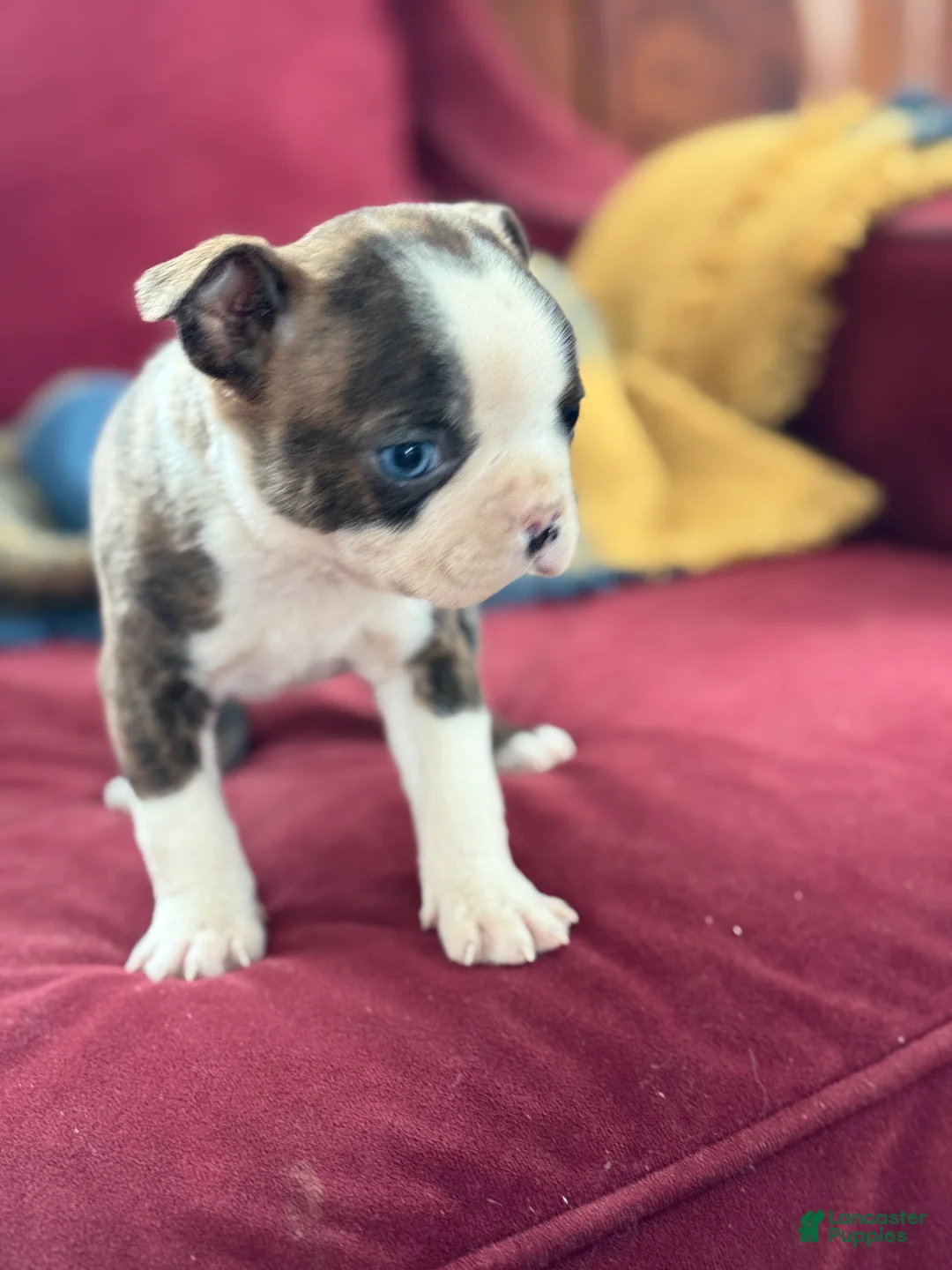 Boston Terrier dogs for sale: Bert - Ad 9