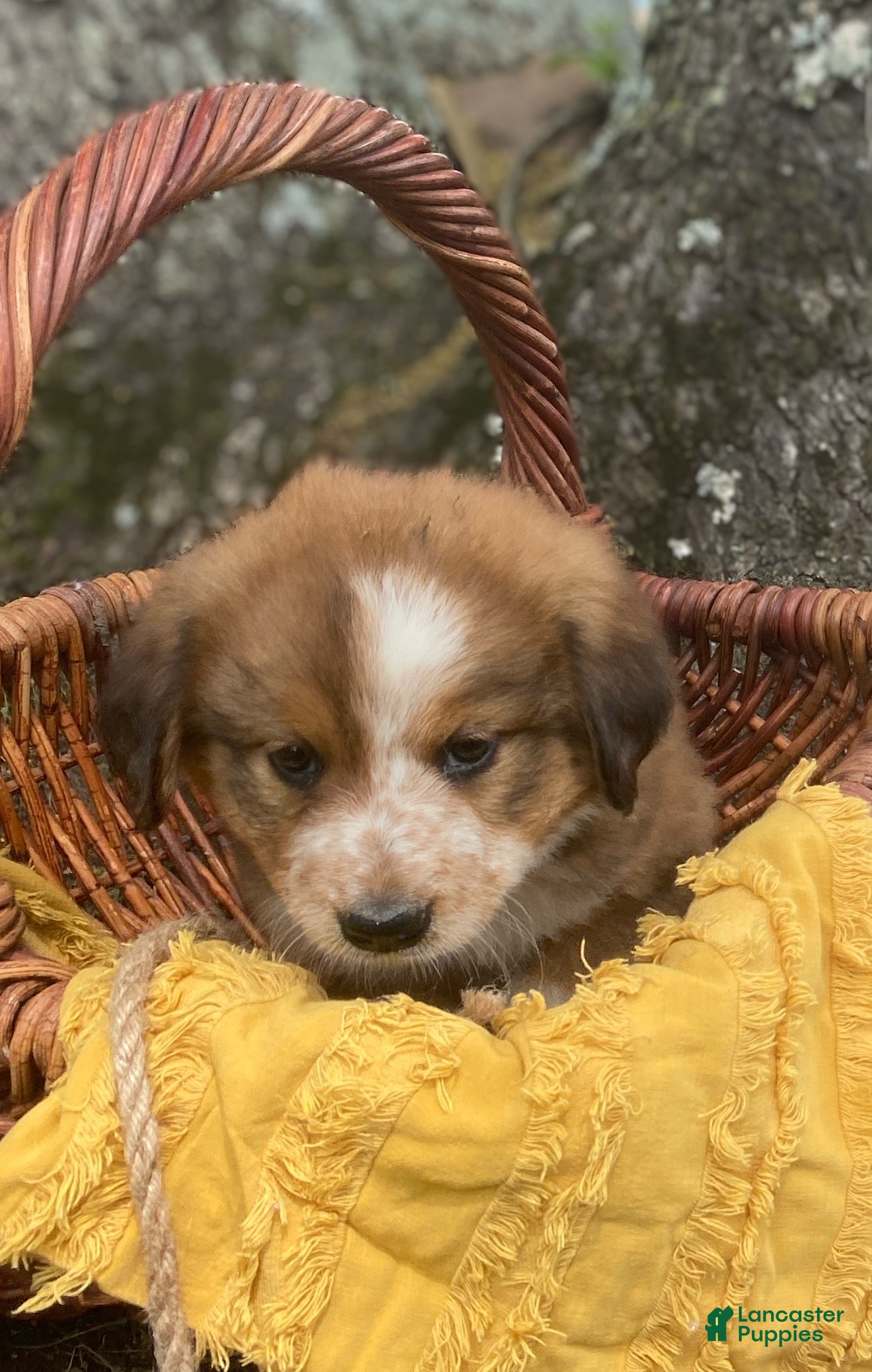 Mixed Breed dogs for sale: ♥️NELLIE MAE♥️ - Ad 7
