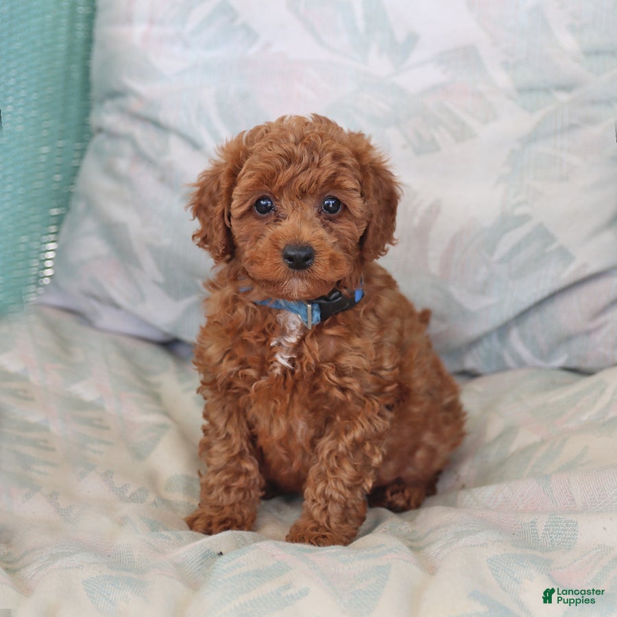 Maltipoo dogs Sawyer - Ad 1