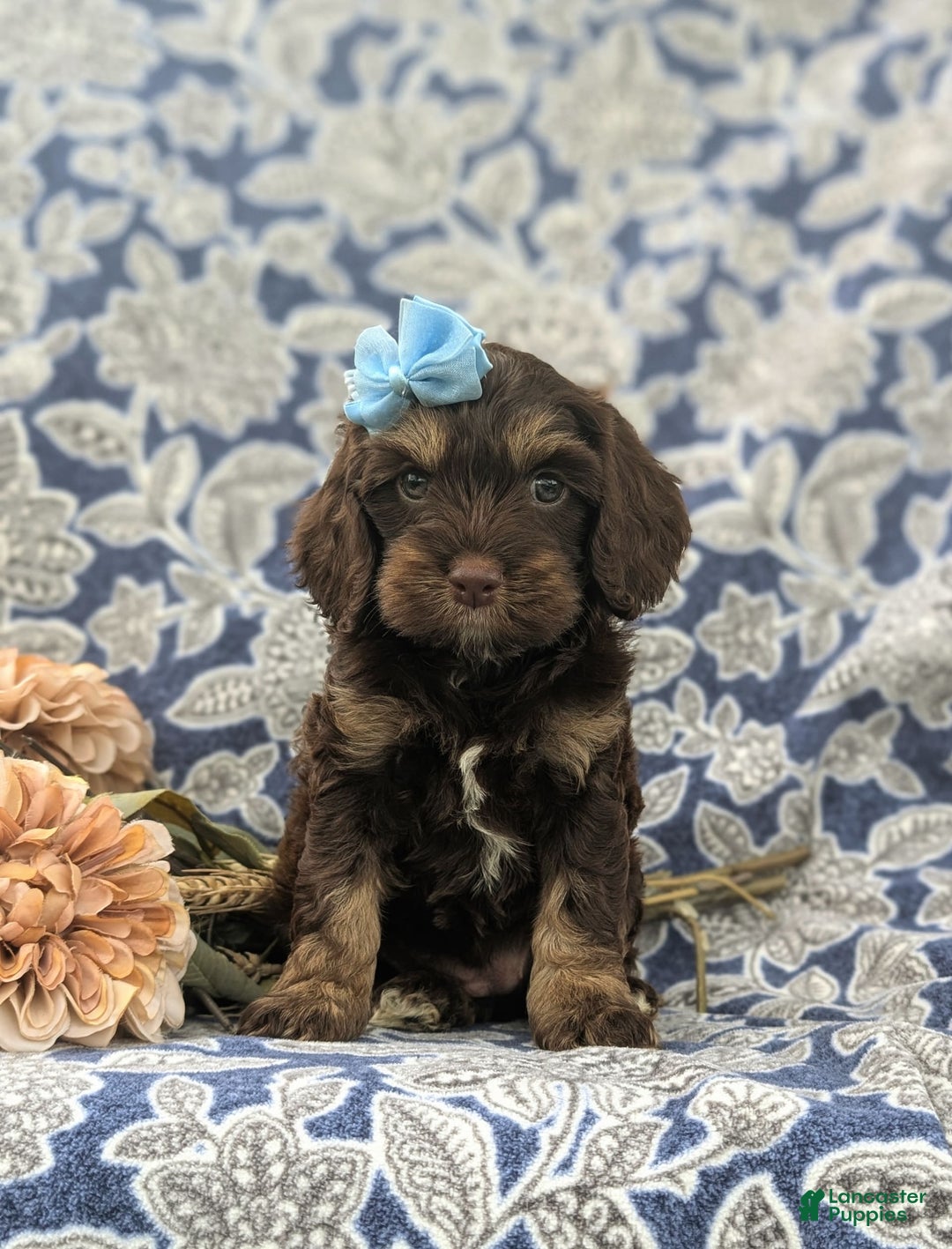 Cockapoo dogs for sale: Krystal - Ad 9