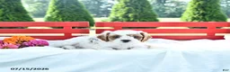 Cavapoo dogs for sale: Linford - Ad 4