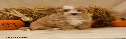 Maltipoo dogs for sale: Julian - Ad 1