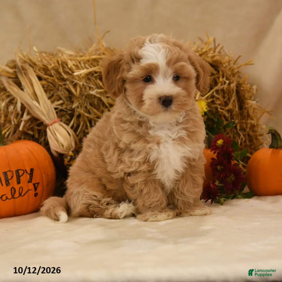 Maltipoo dogs for sale: Julian - Ad 1