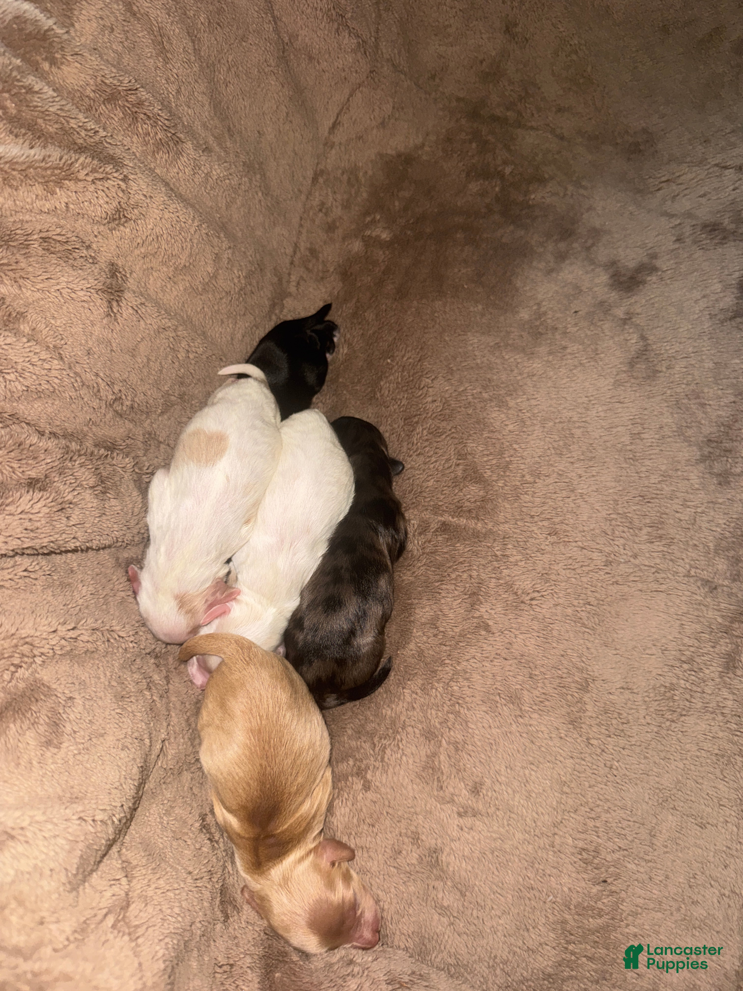 Havapoo dogs Havapoo Puppy 3 - Ad 30