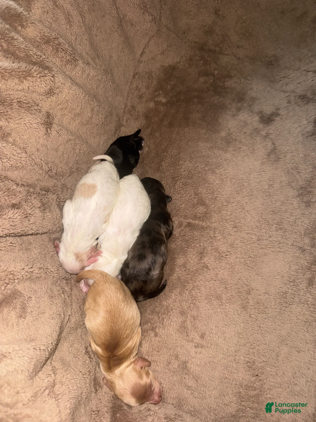 Havapoo dogs for sale: Havapoo Puppy 3 - Ad 1