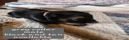German Shepherd dogs for sale: Grey collar - Ad 3