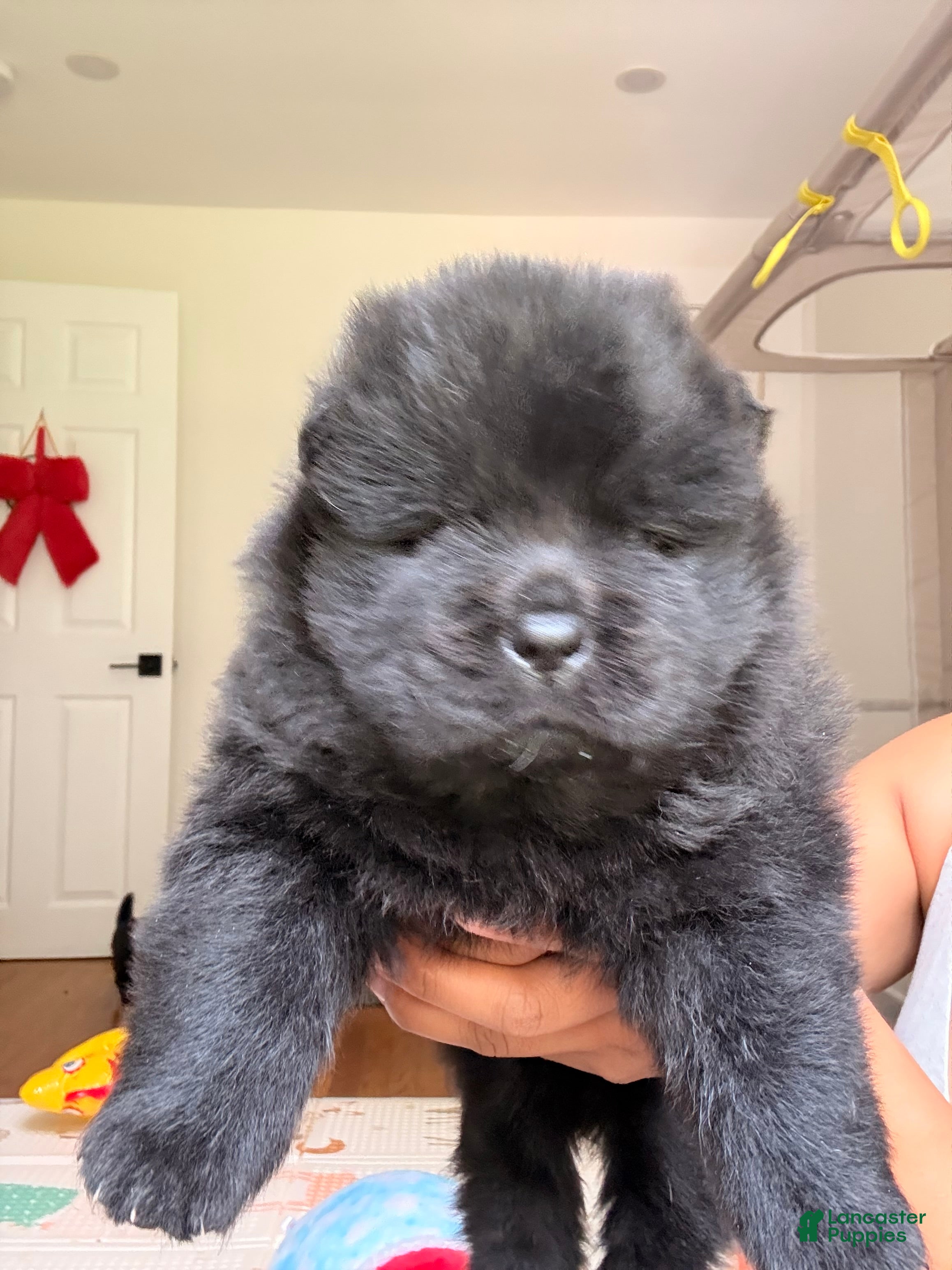 Chow Chow
