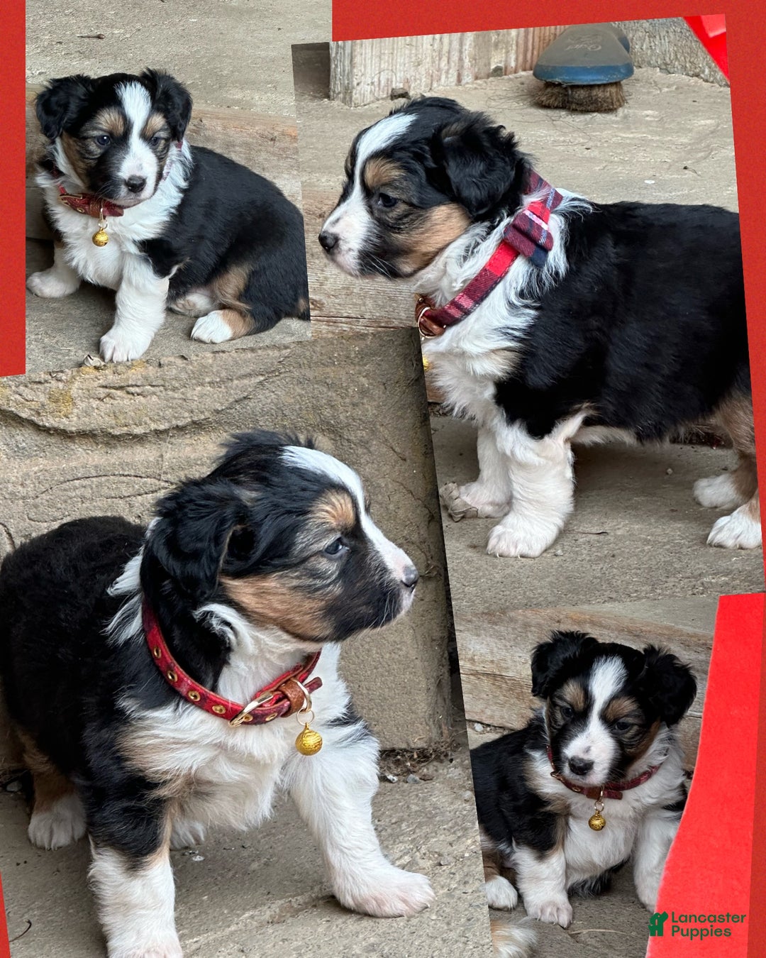 Miniature Australian Shepherd dogs for sale: Ivy - Ad 6
