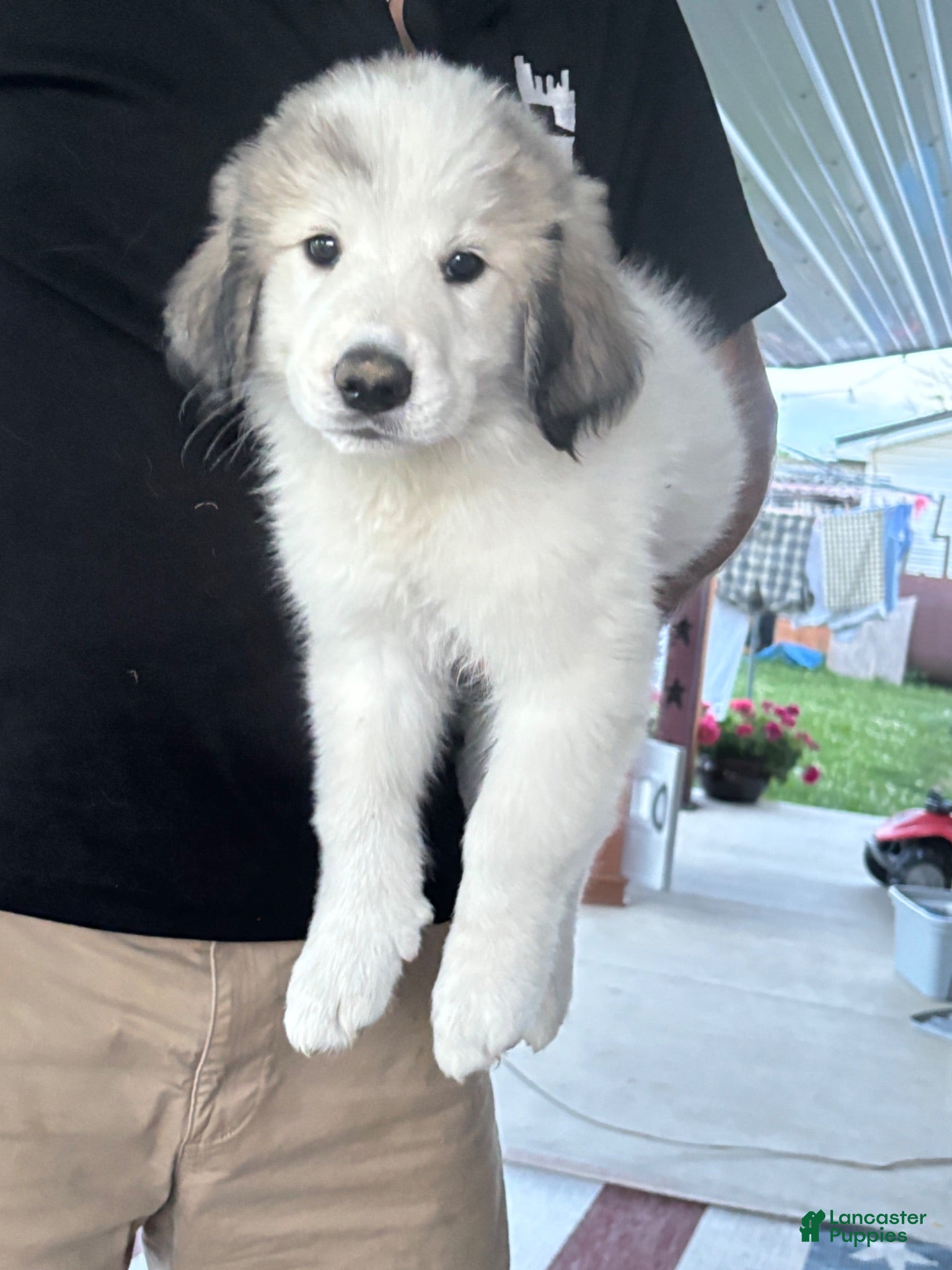 Great Pyrenees dogs Great Pyrenees 5 - Ad 40