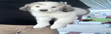 Great Pyrenees 5