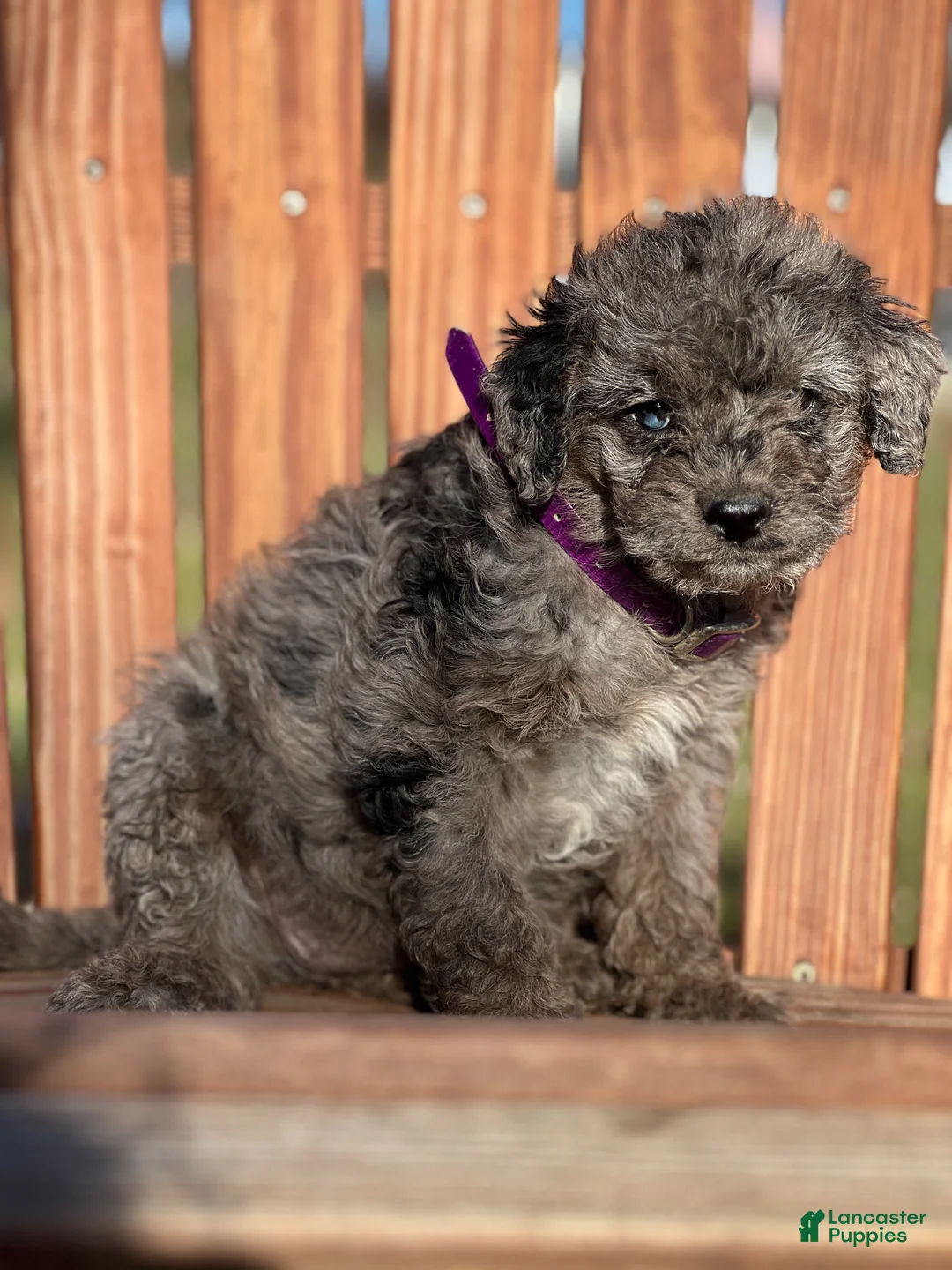 Mini Goldendoodle dogs for sale: Misty - Ad 1