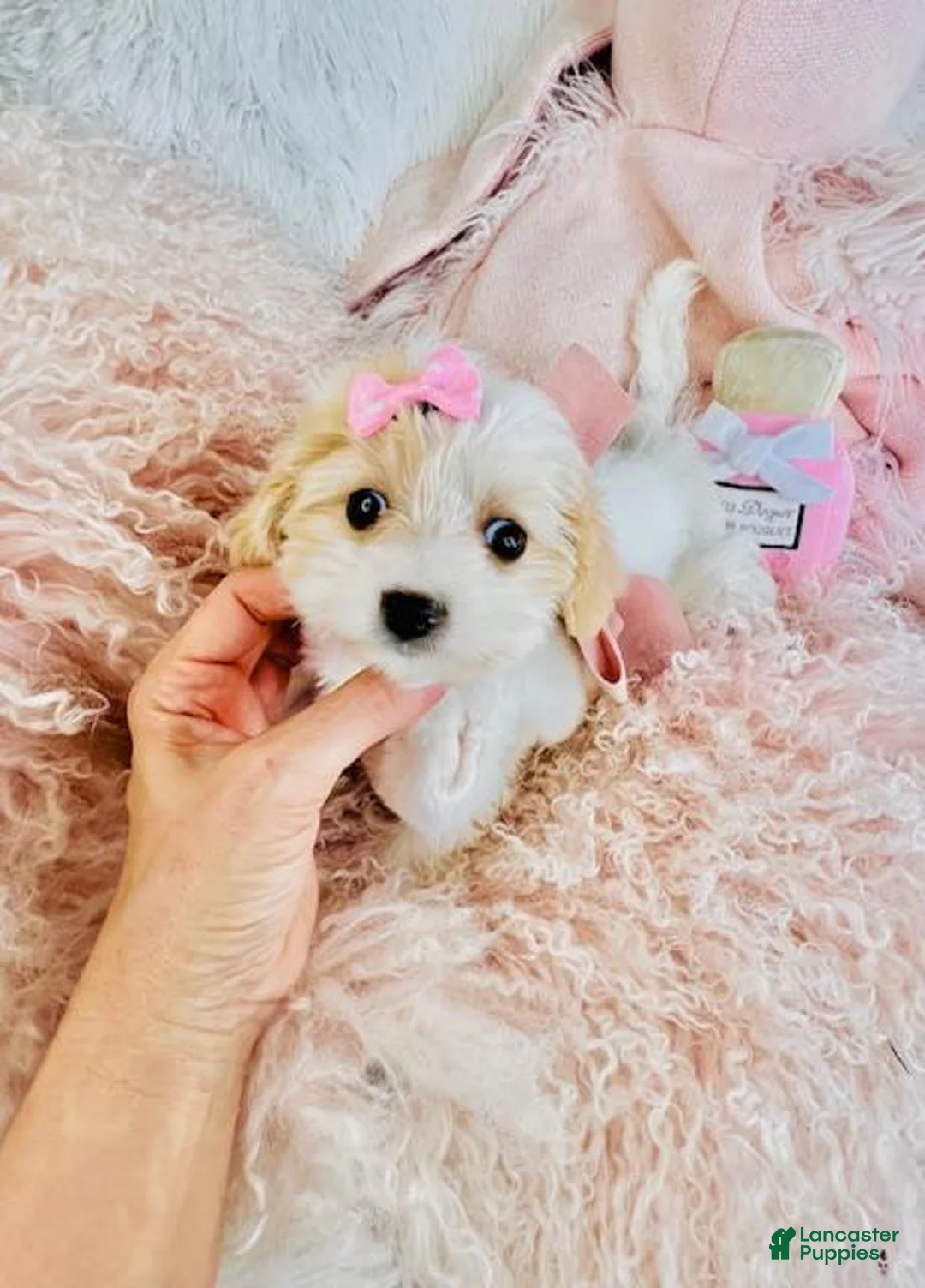 Mixed Breed dogs for sale: Mixed Breed Puppy 1 - Ad 1