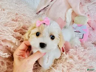 Mixed Breed dogs Mixed Breed Puppy 1 - Ad 15