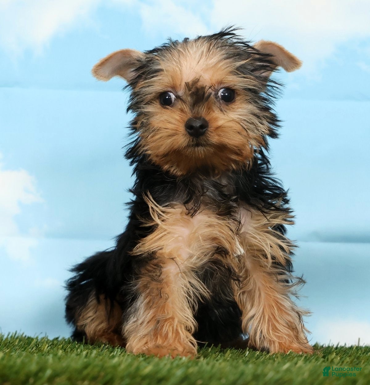 Yorkshire Terrier dogs Xana - Ad 1