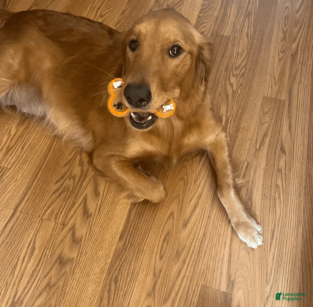 Golden Retriever dogs for sale: Golden Retriever Puppy - Ad 4