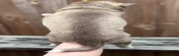 Pomsky dogs for sale: Clementine - Ad 3