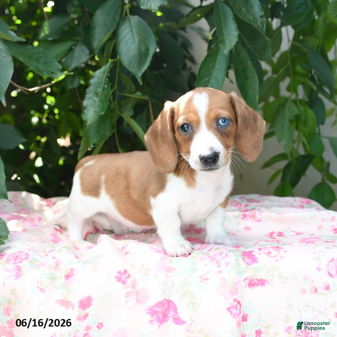 Miniature Dachshund dogs for sale: Wonder  - Ad 1