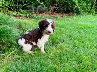 Mixed Breed dogs for sale: Luka Male - Ad 1